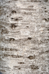 Pubescent birch