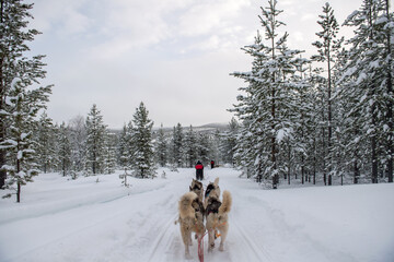 Schlittenhunde Finnland Lappland