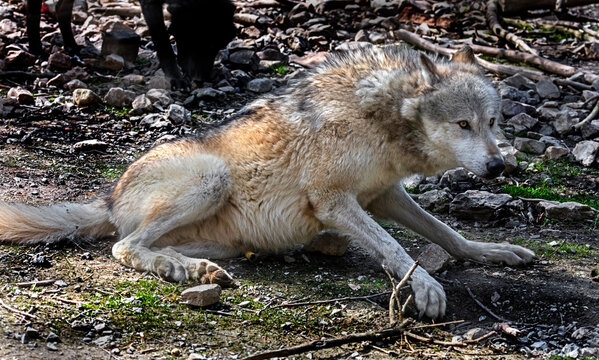 Timber wolf in its enclosure. Latin name - Canis lupus occidentalis	
