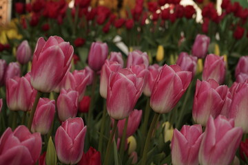 Fototapeta premium ピンクのチューリップ
