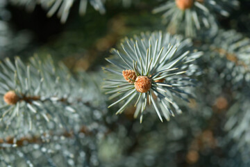 Colorado blue spruce
