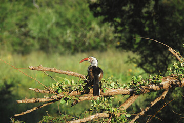 BIRDS- Africa- Close Up of a Wild Male Red-Billed Hornbill