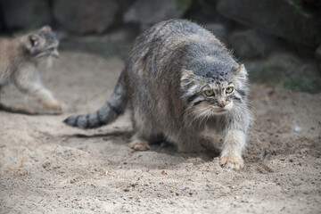 Pallas's cat (Otocolobus manul). Manul is living in the grasslands and montane steppes of Central Asia. Little cute baby manul with mother. Learning process. Small wild kitten. First steps