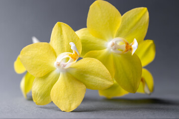 Fototapeta na wymiar Yellow orchid phalaenopsis flowers against a blurred gray background. Closeup view. Selective focus. Color trend of the year 2021
