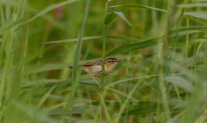 Sedge Warbler