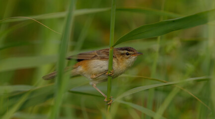 Sedge Warbler