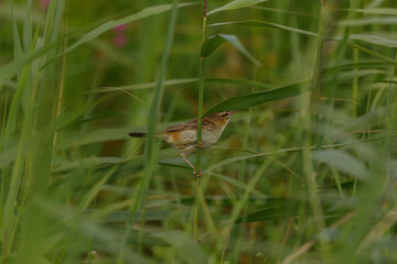 Sedge Warbler