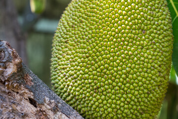 close up of a jackfruit