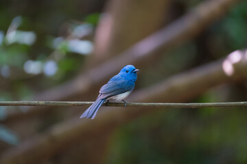 blue bird on a branch