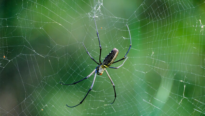 spider on the web