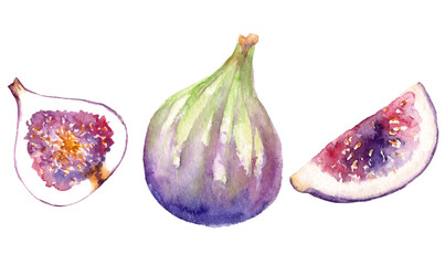 Figs watercolor set of isolated doodles illustrations