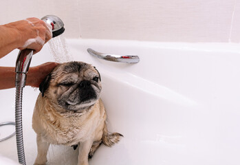 Adorable Pug dog in the bathtub at home.