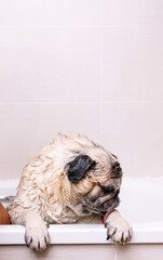 Adorable Pug dog in the bathtub at home.