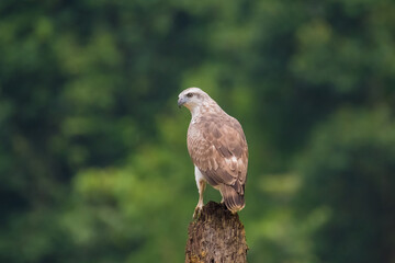 Crested Serpent-eagle