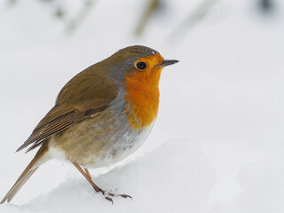  robin stands in the snow in winter and looks at the camera