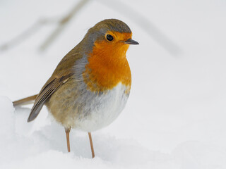 robin stands in the snow in winter and looks at the camera