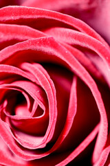 Fototapeta na wymiar Red background. Red rose petals close-up.Abstract red natural background. Vertical, cropped shot, close-up.Valentine's day concept.