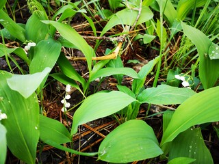 white flowers in a pine forest, sunny day