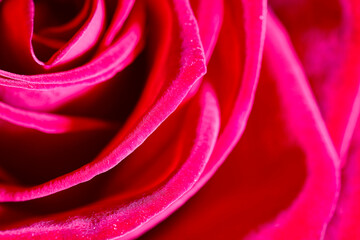 Red background. Red rose petals close-up.Abstract red natural background. Horizontal cropped shot, close-up.Valentine's day concept.