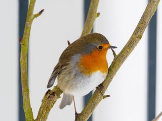  robin sits on a branch in winter and looks at the camera