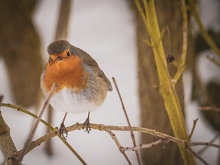  robin sits on a branch in winter and looks at the camera