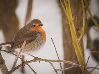  robin sits on a branch in winter and looks at the camera