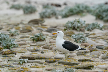 The Kelp gull (Larus dominicanus)