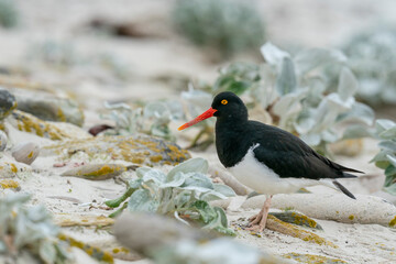 The Pied Oystercatcher (Haematopus leucopodu)
