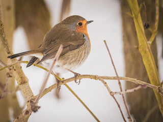  robin sits on a branch in winter and looks at the camera