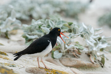 The Pied Oystercatcher (Haematopus leucopodu)