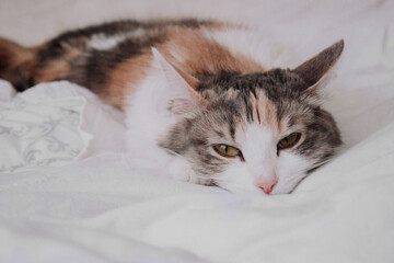 Cute white, ginger, gray cat lying in bed. Little kitten looking at camera. Fluffy cat sleeping at white blanket. Domestic kitten with brown eyes and pink nose on white background. Side view of pet