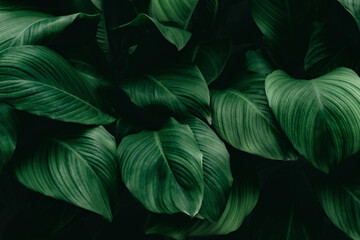Tropical green foliage leaf on dark background in natural rain forest.