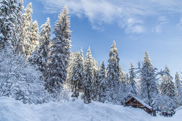 Snow-covered forest in the Carpathians