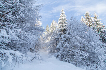 Snow-covered forest in the Carpathians