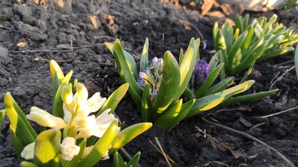 spring crocus flowers