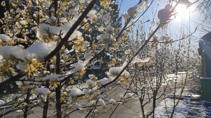 snow covered tree flowers