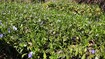 spring in the forest