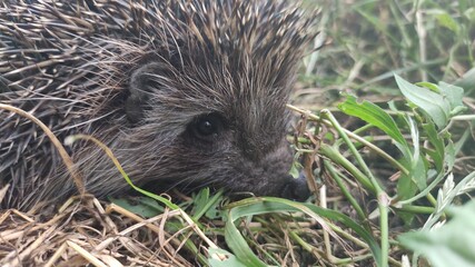 hedgehog in the grass