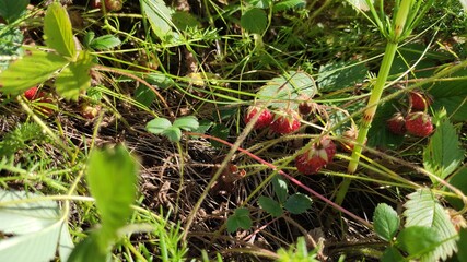 wild strawberry plant