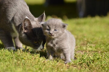Obraz premium mom cat