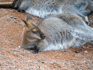 Sleepy Wallaby