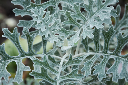 Gray green leaves of cineraria in a natural background. Beautiful cineraria in flower bed.