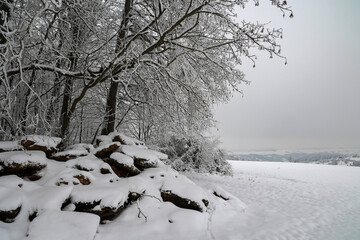 Fresh white snow lies on the branches of bushes and trees.