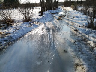 Early Spring Trees Blue Sky Melts Snow