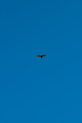 Fototapeta na wymiar seagull in the sky