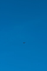 seagull in the sky