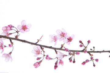 Pink sakura and its branches on a white background