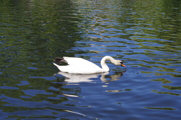 Swan, River, Riverside
