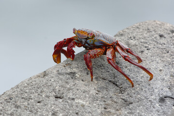 Red rock crab (grapsus grapsus) in Galapagos Islands, Ecuador