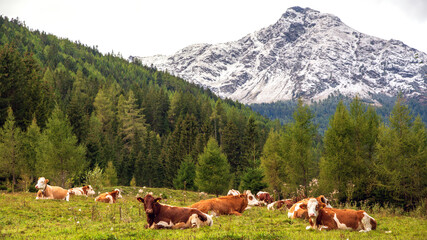 Fototapeta na wymiar Junge Rinder auf einer Almweide - Idyllische Alpenlandschaft - glückliche Kühe